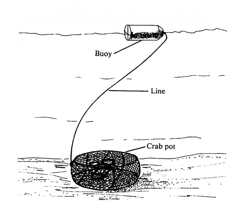 Understanding Long Line Fishing A Comprehensive Guide